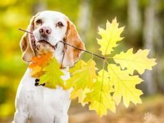 10 sobnih biljaka koje su bezbjedne za kućne ljubimce
