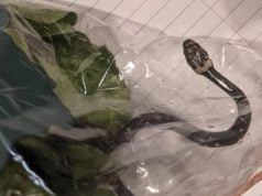 Našao zmiju otrovnicu u pakovanju salate u supremarketu