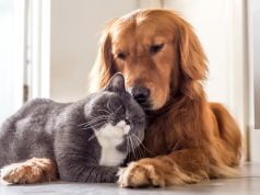 Istraživanje pokazalo da je Covid-19 uobičajan kod mačaka i pasa