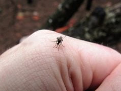 Kafa protiv komaraca