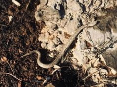 Prirodni načini da otjerate zmije iz dvorišta ovog proljeća