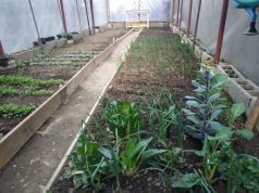 Prirodni insekticidi: Kako zaštititi biljke bez hemikalija