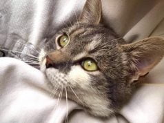 Zašto mačka trlja glavu o vas i predmete