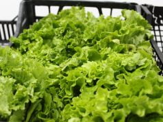 Salata koja podstiče detoksikaciju i poboljšava varenje