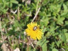 Domaći sirup od maslačka