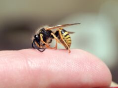 Zašto pčele ubadaju samo jednom