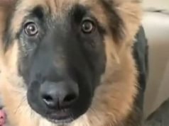 VIDEO / Pretvarala se da ju je pas ugrizao prejako, njegova reakcija je preslatka