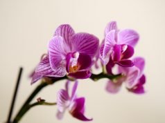 Kako zaštiti orhideje u hladnim danima
