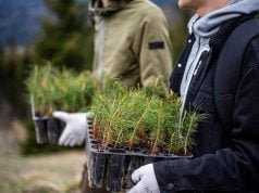 Projekat “Čista umjetnost”: Na Igmanu zasađeno 2.000 sadnica bijelog bora