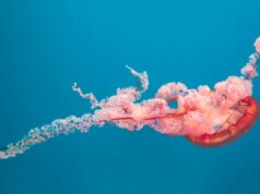 Upoznajte pet najpametnijih životinja na svijetu