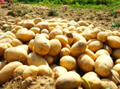 Crveni ili bijeli krompir – koji odabrati