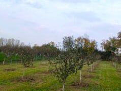 Novembar idealan za sadnju voćaka: Šta trebamo znati i gdje griješimo?