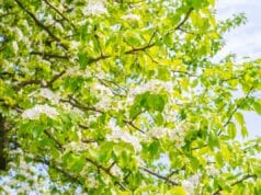 Moćno drvo sa skrivenim manama: Ne sadite ga u dvorištu