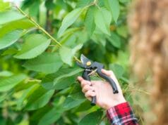 Ove biljke treba orezivati u aprilu